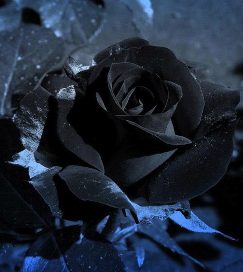 唯美黑色玫瑰花图片大全