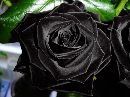 唯美黑色玫瑰花图片大全