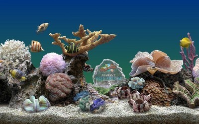 3D热带鱼水族箱屏幕保护